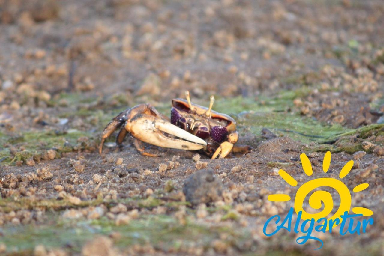 圣卢西亚岛Carob By Algartur - 3 Mins Downtown - Terrace公寓 外观 照片